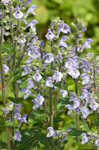 Hairy skullcap